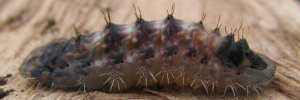 Larvae